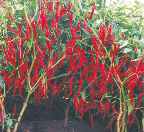 F1-Bijli Chilli Seeds, for Seedlings, Packaging Type : Plastic Packet