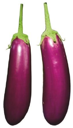 Purple Natural F1-Billu Brinjal Seeds, for Seedlings, Agriculture Use, Packaging Type : Plastic Pouch