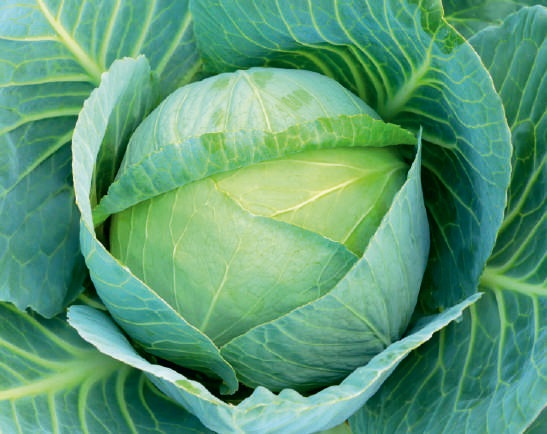Green Natural F1-Chetak Cabbage Seeds, for Seedlings, Packaging Type : Plastic Pouch