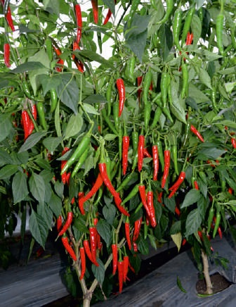 F1 Chingari Chilli Seeds, for Seedlings, Packaging Type : Plastic Packet