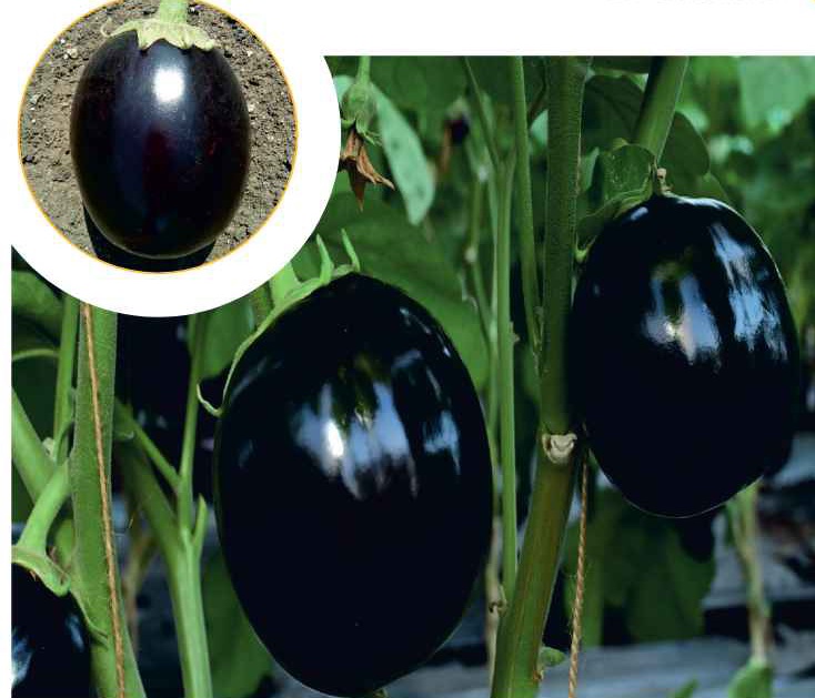 F1-Dashrath Brinjal Seeds, for Human Consumption, Packaging Type : Plastic Packet