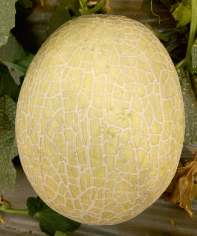 Natural F1-Jumbo Muskmelon Seeds, for Agriculture, Style : Dried