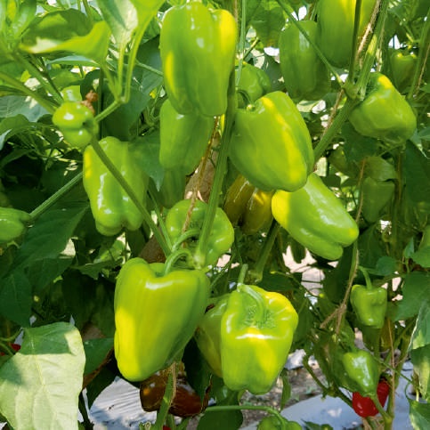 Natural F1-Kanak Capsicum Seeds, for Agriculture, Packaging Type : Packet