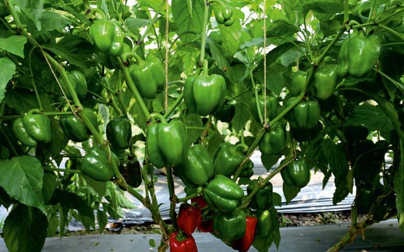 F1-Maina Capsicum Seeds