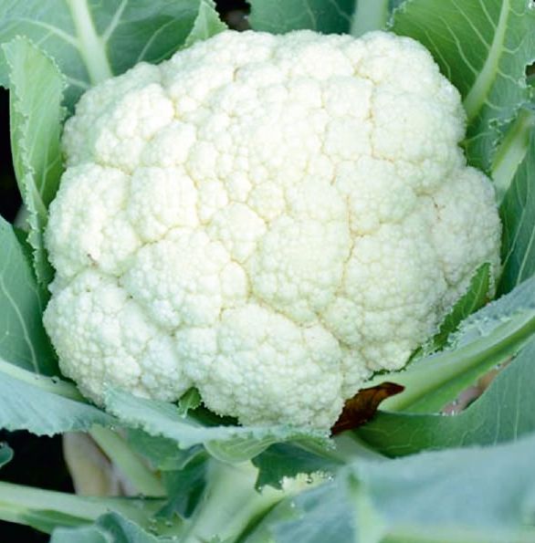 Natural F1-Mansi Cauliflower Seeds, for Agriculture, Packaging Type : Plastic Packet