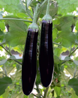 Organic F1-Maya Brinjal Seeds, for Seedlings, Color : Purple