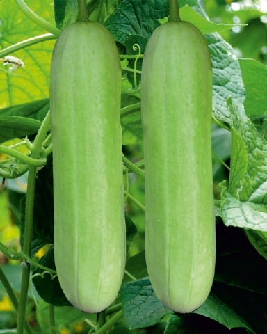 F1-Nandani Cucumber Seeds, for Seedlings, Packaging Type : Plastic Packet