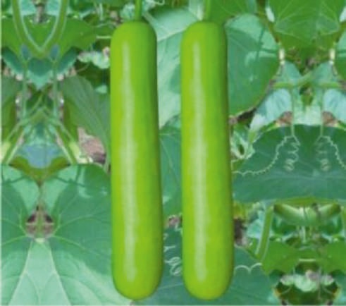 Natural F1-Pratap Bottle Gourd Seeds, for Seedlings, Packaging Type : Plastic Packet