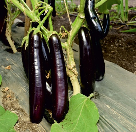 Purple Organic F1-Rohit Brinjal Seeds, for Seedlings