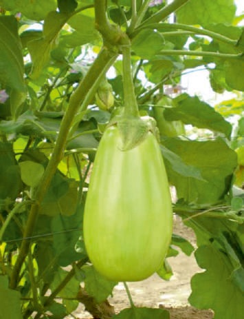 Purple Natural F1-Rudra Brinjal Seeds, for Seedlings, Packaging Type : Plastic Pouch