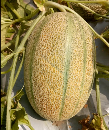 Natural F1-Safai Gold Muskmelon Seeds, for Agriculture, Style : Dried