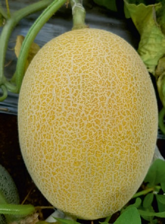 F1-Safai Platinum Muskmelon Seeds