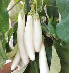 White Natural F1-Shiva Brinjal Seeds, for Seedlings, Packaging Type : Plastic Pouch