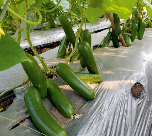 F1-Sofia Cucumber Seeds, for Seedlings, Packaging Type : Plastic Packet