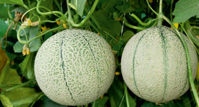 Natural F1-Sonata Muskmelon Seeds, for Agriculture, Style : Dried