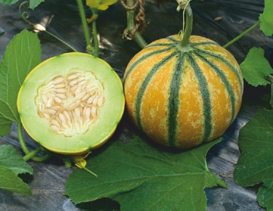 F1 SSB 131 Muskmelon Seeds