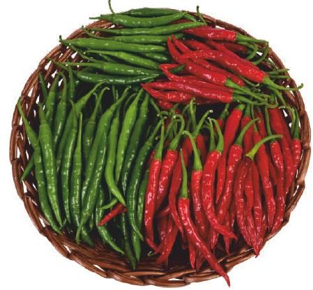 F1-SSB-153 Chilli Seeds, for Seedlings, Packaging Type : Plastic Packet