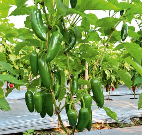 F1-SSb 255 Capsicum Seeds