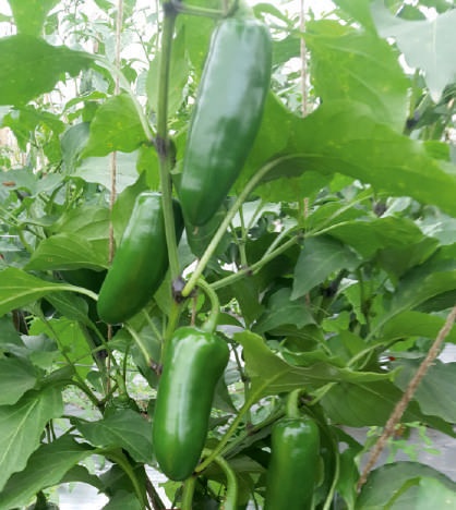 Natural F1-SSB-262 Capsicum Seeds, for Agriculture, Packaging Type : Packet
