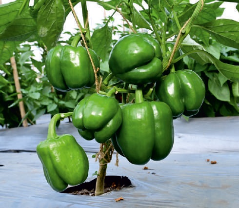 Natural F1-SSB 291 Capsicum Seeds, for Agriculture, Packaging Type : Packet