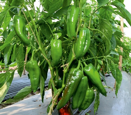 F1-SSB 294 Capsicum Seeds