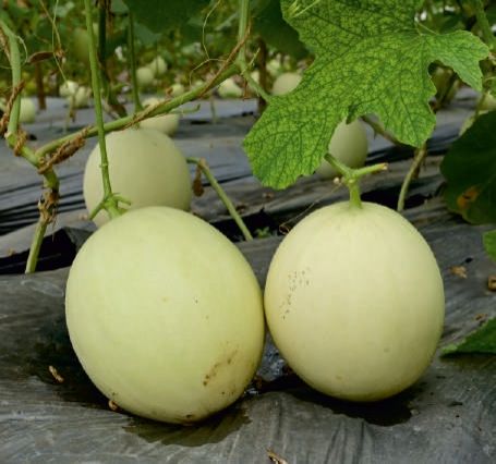 F1 SSB 30 Muskmelon Seeds