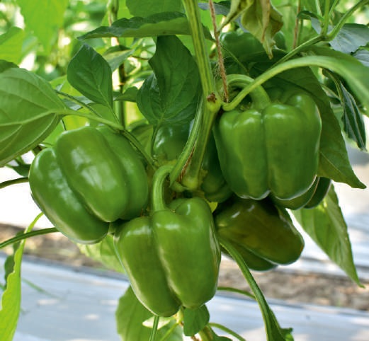 Natural F1 SSB -310 Capsicum Seeds, for Agriculture, Packaging Type : Packet