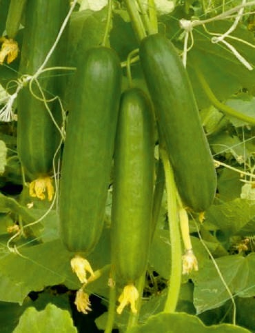 F1-SSB 355 Cucumber Seeds, for Seedlings, Packaging Type : Plastic Packet