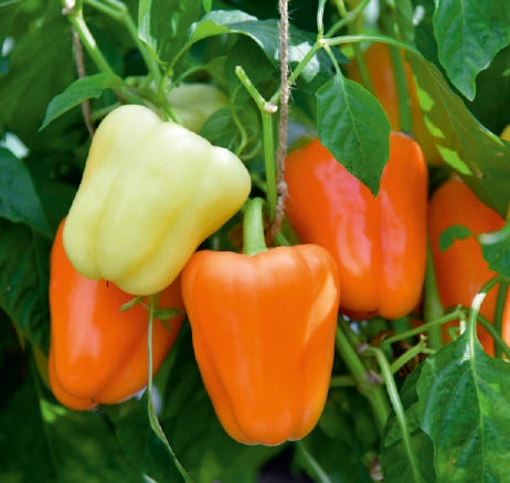 Natural F1-SSB-501 Capsicum Seeds, for Agriculture, Packaging Type : Packet
