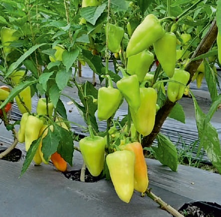 Natural F1-SSB-610 Capsicum Seeds, for Agriculture, Packaging Type : Packet