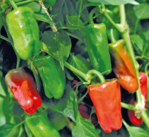 Natural F1-SSB-651 Capsicum Seeds, for Agriculture, Packaging Type : Packet