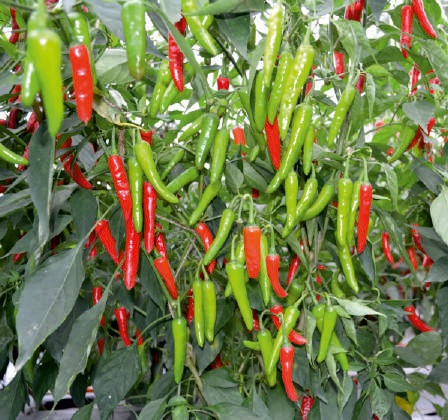 F1-SSB 756 Chilli Seeds, for Seedlings, Packaging Type : Plastic Packet