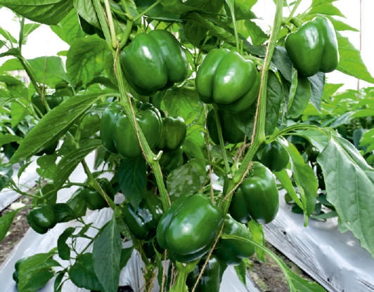 Natural F1-SSB 786 Capsicum Seeds, for Agriculture, Packaging Type : Packet