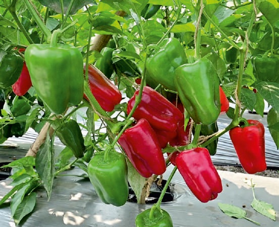 Natural F1-SSB 844 Capsicum Seeds, for Agriculture, Packaging Type : Packet