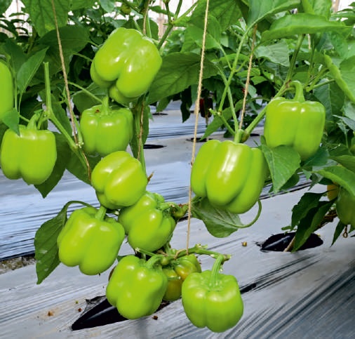 Natural F1-SSB 847 Capsicum Seeds, for Agriculture, Packaging Type : Packet