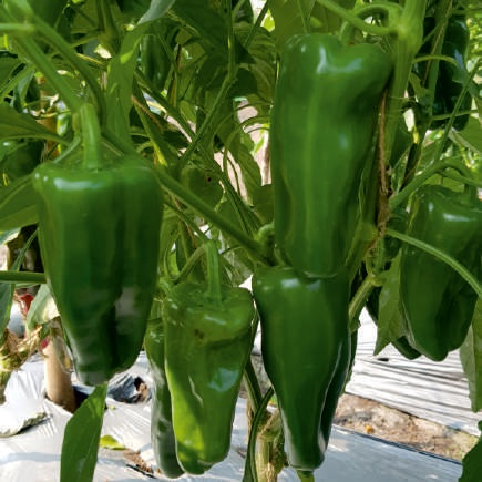 Natural F1-SSB 864 Capsicum Seeds, for Agriculture, Packaging Type : Packet