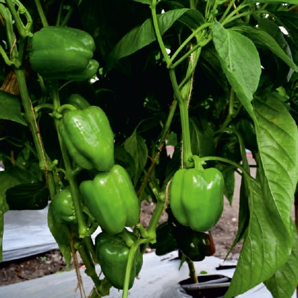 Natural F1-SSB 880 Capsicum Seeds, for Agriculture, Seedlings, Packaging Type : Packet