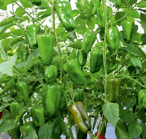 Natural F1-SSB 886 Capsicum Seeds, for Agriculture, Packaging Type : Packet