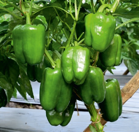 Natural F1-SSB 905 Capsicum Seeds, for Agriculture, Packaging Type : Packet
