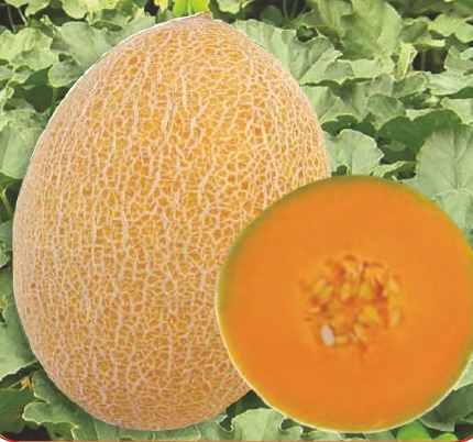 Natural F1-Stanza Muskmelon Seeds, for Agriculture, Style : Dried