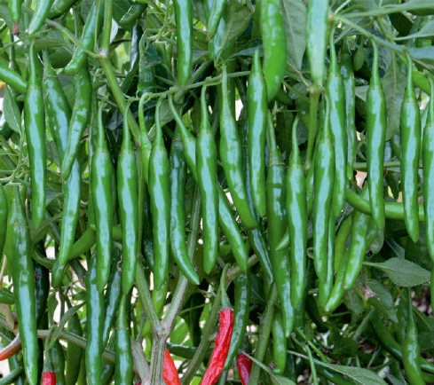 F1-Supriya Chilli Seeds, for Seedlings, Packaging Type : Plastic Packet