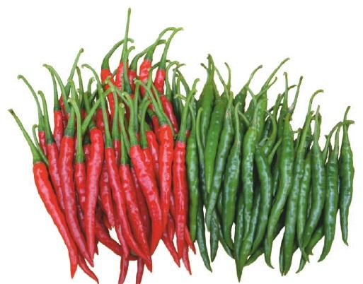 F1-Tejas Chilli Seeds, for Seedlings, Packaging Type : Plastic Packet