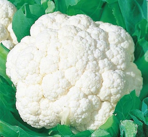 Natural F1-Trupati Cauliflower Seeds, for Agriculture, Seedlings, Packaging Type : Plastic Packet