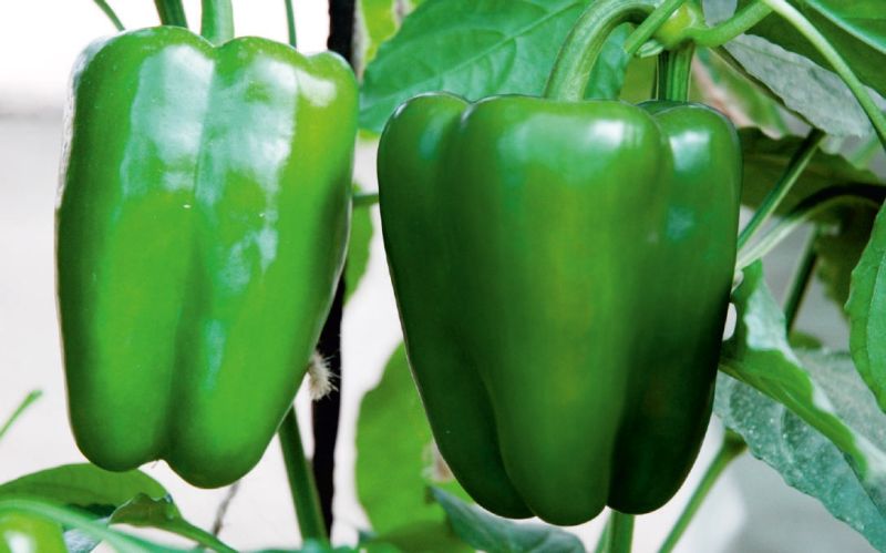 Natural F1-Vajra Capsicum Seeds, for Agriculture, Packaging Type : Packet