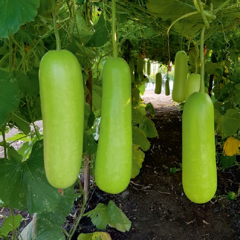 Natural F1-Vikrant Bottle Gourd Seeds, for Seedlings, Packaging Type : Plastic Packet