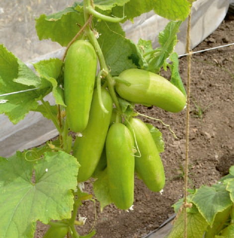 F1-white King Cucumber Seeds, For Seedlings, Packaging Type : Plastic Packet
