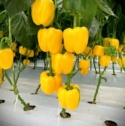 Natural F1-Yellow King Capsicum Seeds, for Agriculture, Packaging Type : Packet