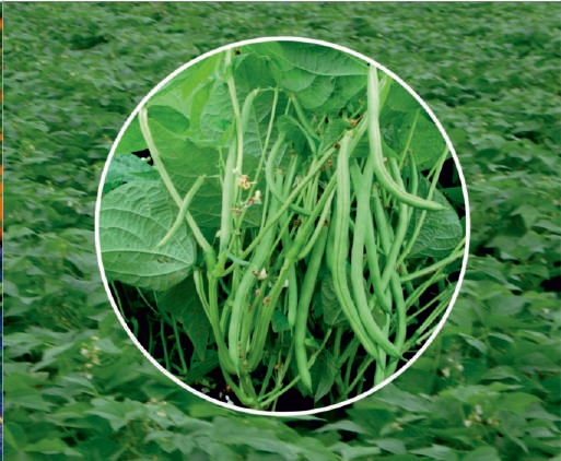 Natural French Beans Dolly Seeds, for Seedlings, Agriculture, Packaging Type : Plastic Packet