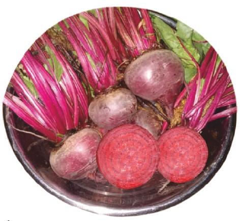 Natural gullabo beetroot seeds, for Agriculture, Style : Dried