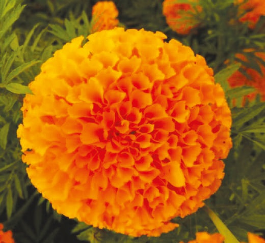 Mastani Marigold Seeds, for Agriculture, Agriculture, Packaging Type : Plastic Packets